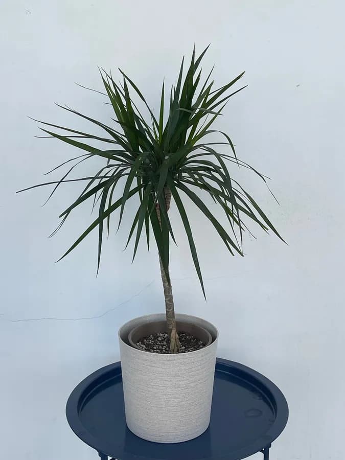Драцена Маргината, д17см, в80см