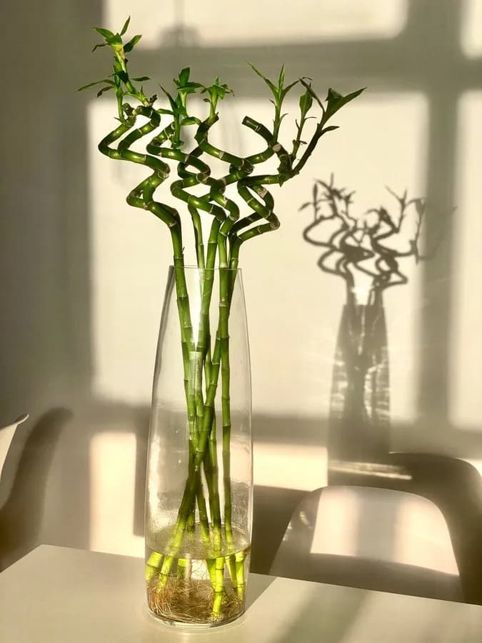 Драцена Сандера, лаки бамбук, закрученный, в70см
