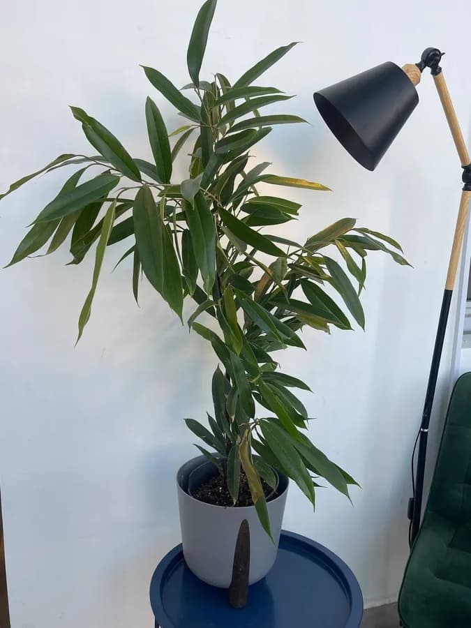 Фикус Амстел Кинг, д21см, в90см