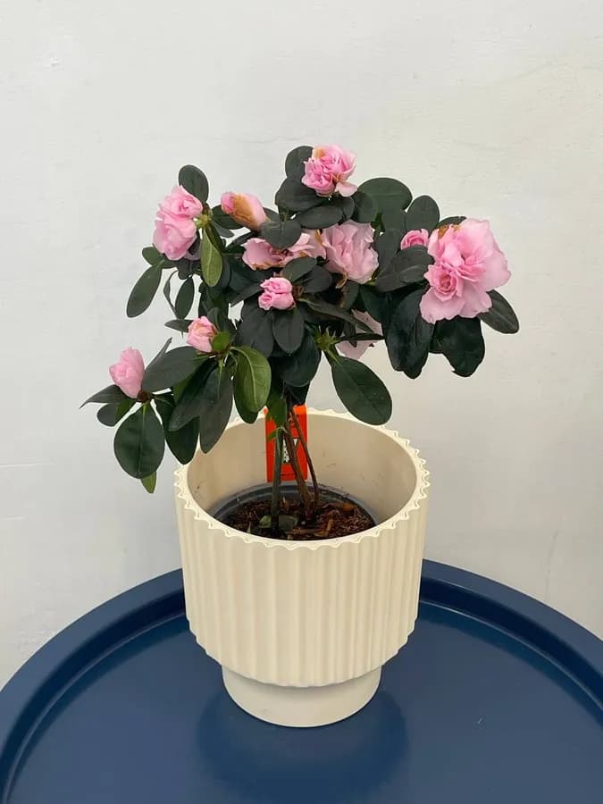 Рододендрон, Азалия, д13, в45